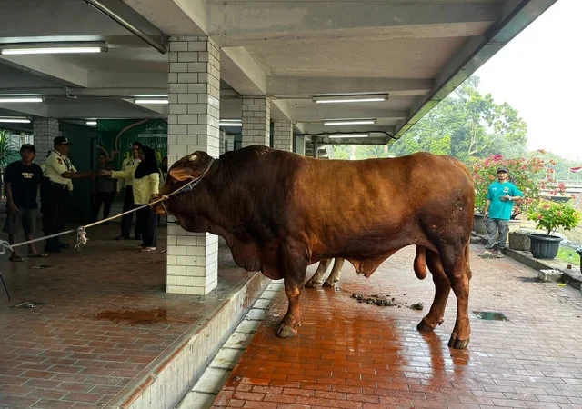 78 Hewan Kurban Disembelih di Masjid Istiqlal, Termasuk Sapi Prabowo dan Gibran