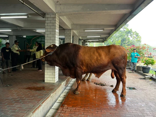78 Hewan Kurban Disembelih di Masjid Istiqlal, Termasuk Sapi Prabowo dan Gibran