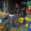 Amran: Kedelai Indonesia Masih Tertinggal, Impor Capai 2,7 Juta Ton