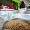Amran Tetapkan Harga Kedelai Lokal Tembus Rp10.000 per Kg untuk Kemandirian Pertanian