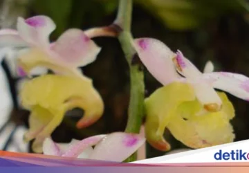 BRIN Temukan 10 Spesies Anggrek Baru yang Memukau di Indonesia
