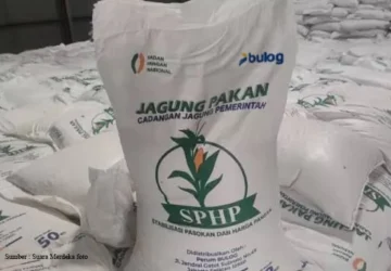 Bulog Luncurkan Program Jagung SPHP untuk Stabilkan Harga Pakan Ternak