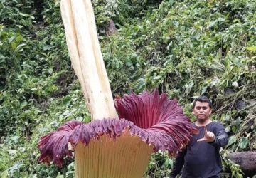 Bunga Bangkai Mekar di Muaro Jambi: Warga Mengagumi Keindahan Alam