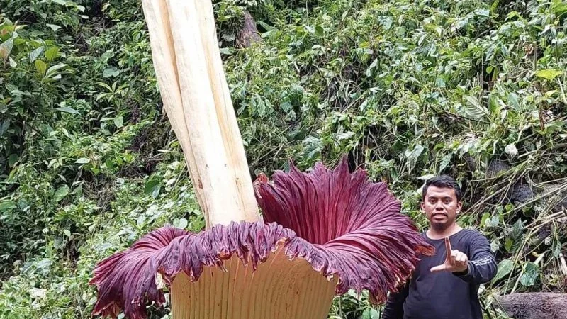 Bunga Bangkai Mekar di Muaro Jambi: Warga Mengagumi Keindahan Alam