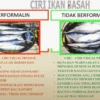 Ciri-ciri Ikan yang Mengandung Formalin: Waspadalah!