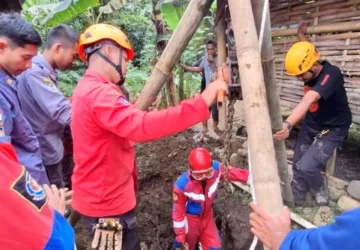 Damkar Evakuasi Sapi Setengah Ton yang Terperosok di Selokan di Jakpus