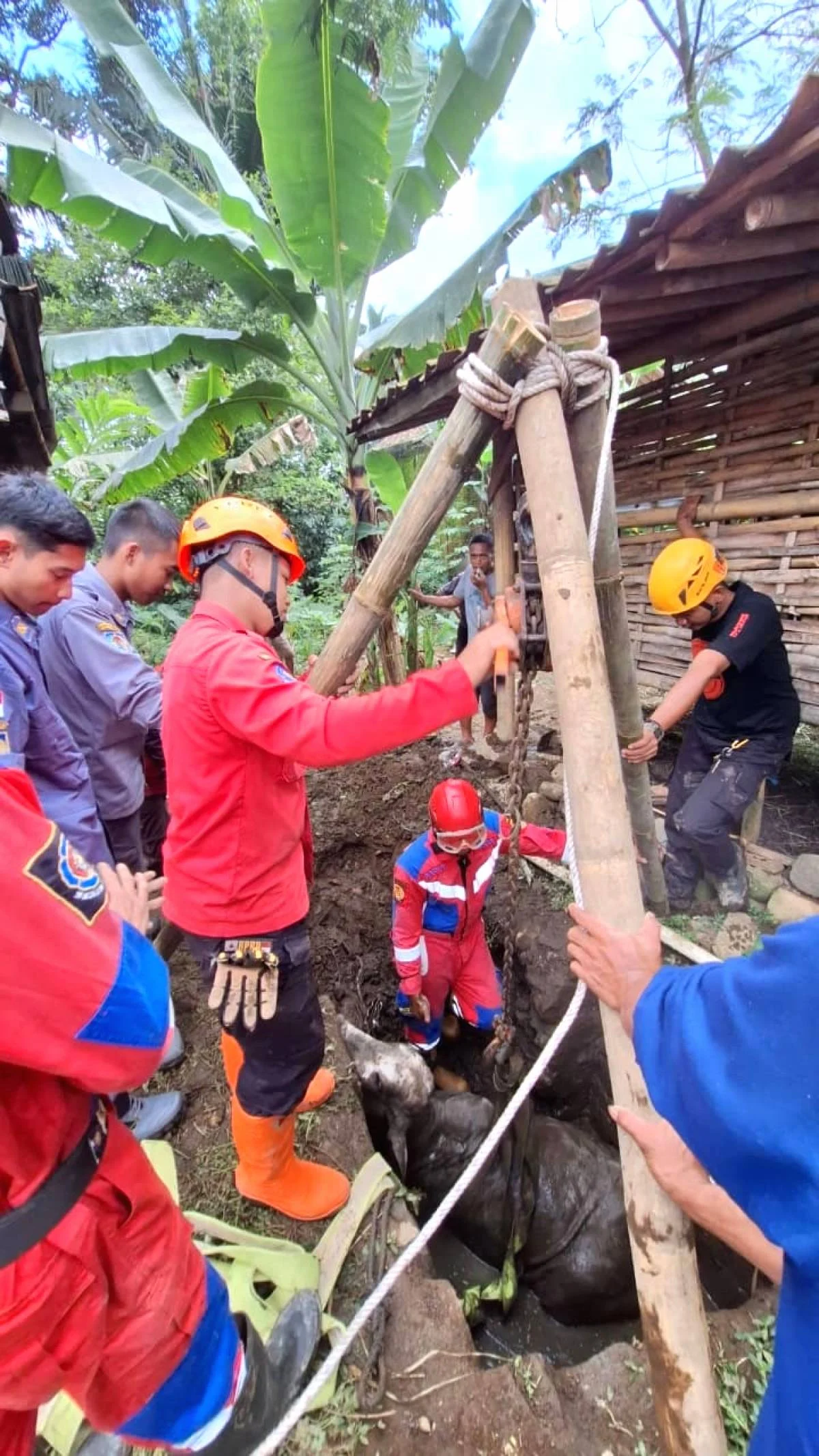Damkar Evakuasi Sapi Setengah Ton yang Terperosok di Selokan di Jakpus