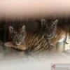 Dua Anak Harimau Sumatera Lahir di Lampung, Diberi Nama Puspa dan Muli Sikop