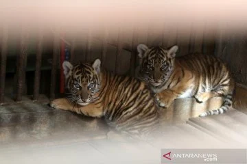 Dua Anak Harimau Sumatera Lahir di Lampung, Diberi Nama Puspa dan Muli Sikop