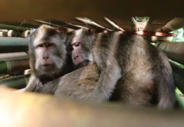 Dua Turis AS Ditangkap Setelah Masuk Kandang Monyet Populer di Jepang