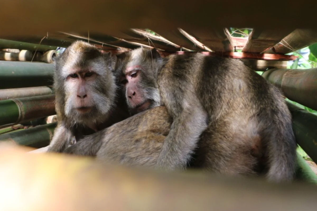 Dua Turis AS Ditangkap Setelah Masuk Kandang Monyet Populer di Jepang
