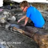 Fosil Dinosaurus Raksasa Terbesar di ASEAN Ditemukan di Thailand