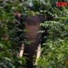 Gajah di Indonesia Menghadapi Ancaman Punah dengan Hanya 21 Kawasan Habitat