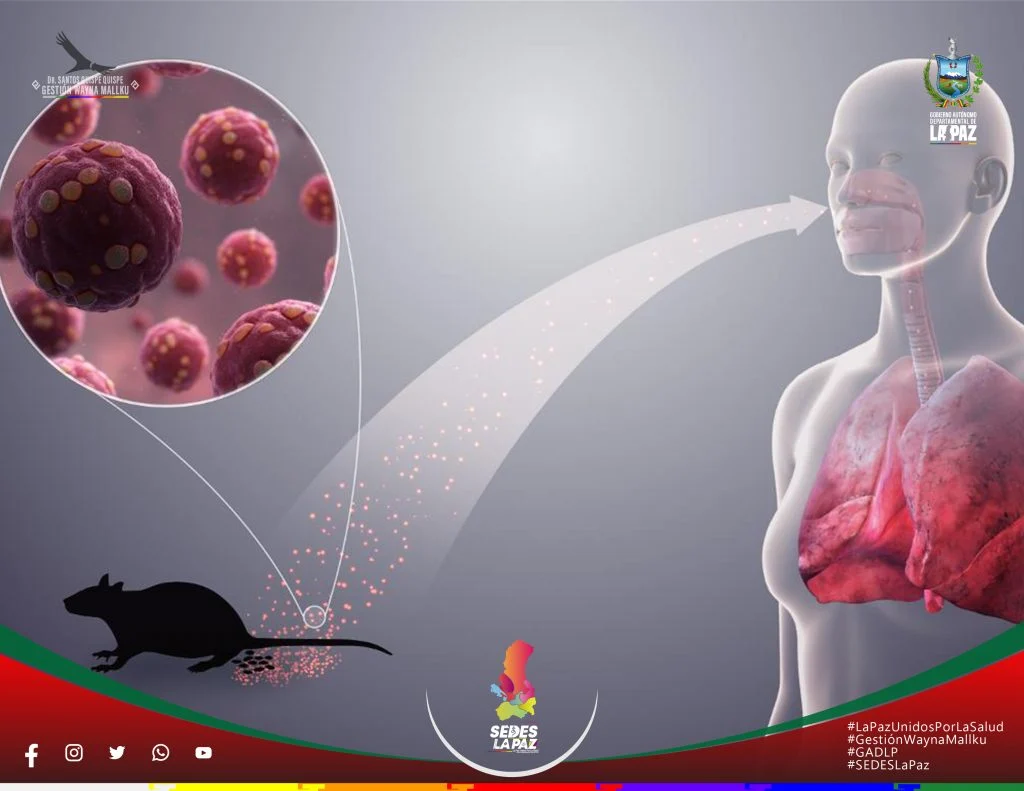 Hantavirus: Mungkinkah Menjadi Ancaman Seperti COVID-19?