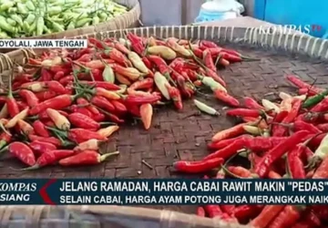 Harga Cabai Rawit Mencapai Rp 90 Ribu/Kg, Pedagang Keluhkan Pasokan