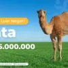 Harga Unta Kurban 2026: Estimasi Biaya dan Panduan Beli Hewan Berkualitas