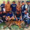 Harimau Sumatera Masuk Ladang Warga, Petugas Dievakuasi