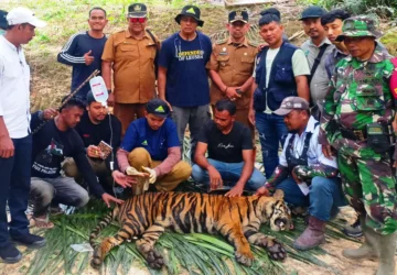 Harimau Sumatera Masuk Ladang Warga, Petugas Dievakuasi