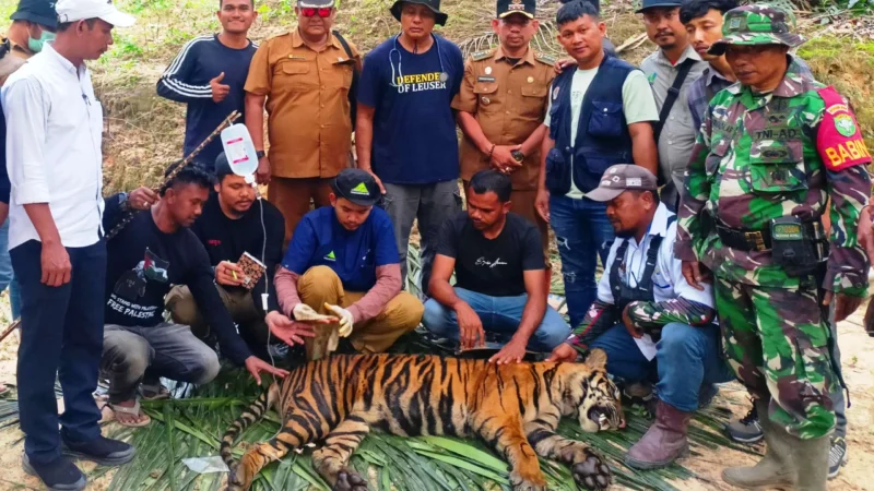 Harimau Sumatera Masuk Ladang Warga, Petugas Dievakuasi