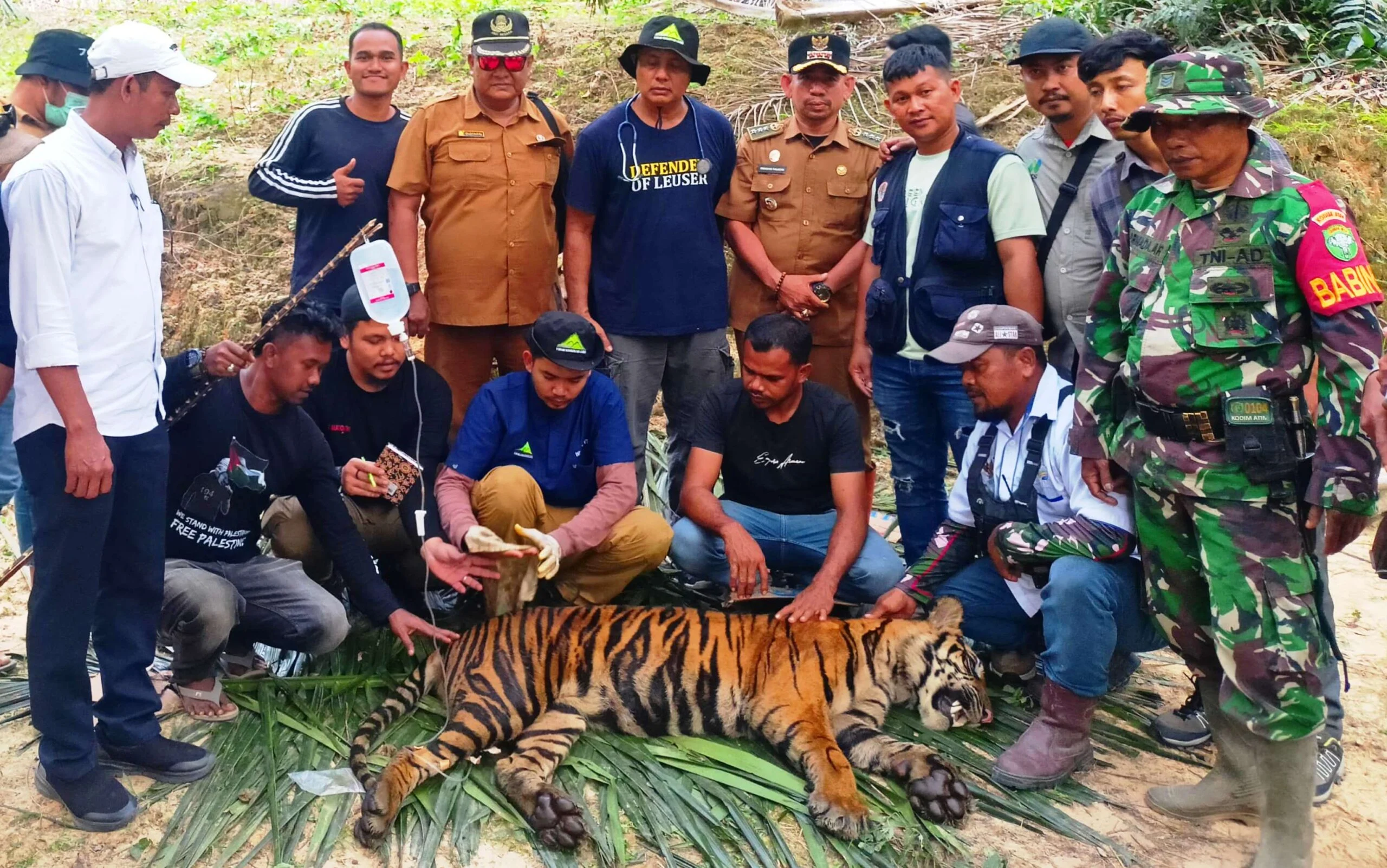 Harimau Sumatera Masuk Ladang Warga, Petugas Dievakuasi