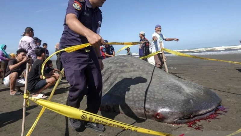 Hiu Tutul 4,5 Meter Terdampar di Cilacap, Mati Saat Proses Evakuasi
