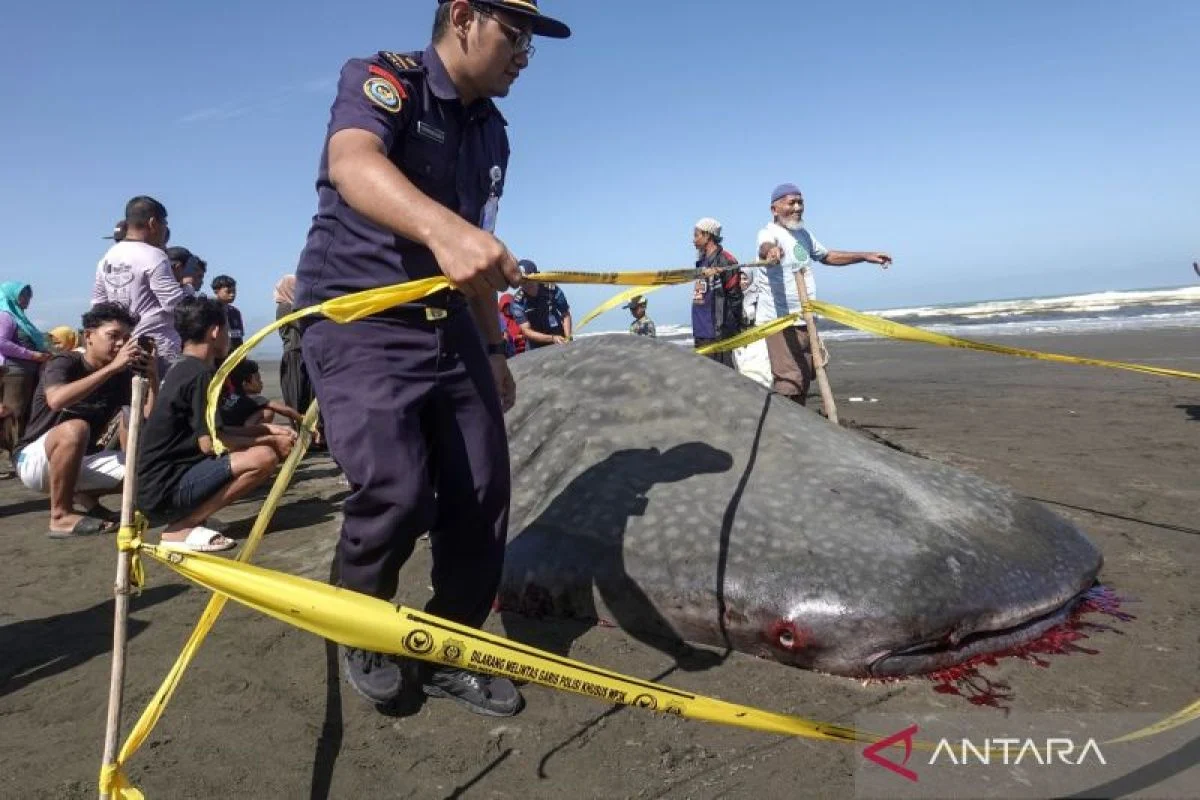 Hiu Tutul 4,5 Meter Terdampar di Cilacap, Mati Saat Proses Evakuasi