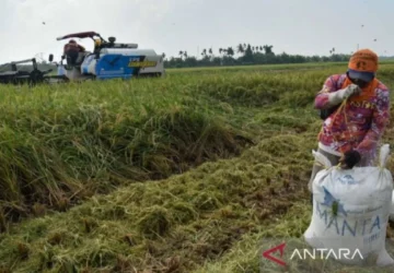 Inisiatif KLM untuk Mendorong Sektor Pertanian dan Hilirisasi