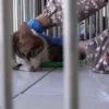 Kasus Kematian Kucing Noci Soroti Praktik Klinik Hewan Ilegal di Tangerang