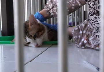 Kasus Kematian Kucing Noci Soroti Praktik Klinik Hewan Ilegal di Tangerang