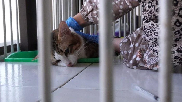 Kasus Kematian Kucing Noci Soroti Praktik Klinik Hewan Ilegal di Tangerang