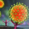 Kemenkes Minta Kontak Erat Hantavirus Kapal MV Hondius untuk WFH dan Karantina