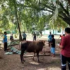 Kemensos Salurkan 295 Ekor Hewan Kurban di Idul Adha 1447 H
