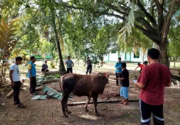 Kemensos Salurkan 295 Ekor Hewan Kurban di Idul Adha 1447 H