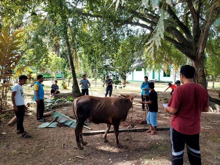 Kemensos Salurkan 295 Ekor Hewan Kurban di Idul Adha 1447 H