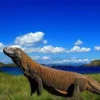 Konservasi di Luar Habitat Alami untuk Melestarikan Komodo