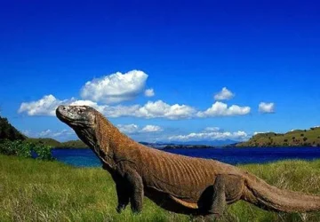 Konservasi di Luar Habitat Alami untuk Melestarikan Komodo