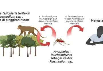 Malaria Monyet: Penyakit yang Lewat Nyamuk, Risiko bagi Kita