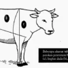 Mengenal Bobot Daging Sapi Hidup: 1 Ekor Berapa Kg?