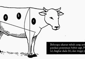 Mengenal Bobot Daging Sapi Hidup: 1 Ekor Berapa Kg?