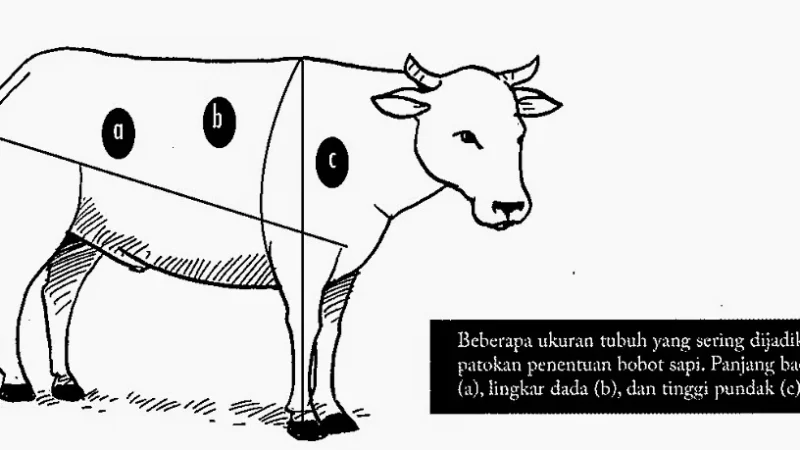 Mengenal Bobot Daging Sapi Hidup: 1 Ekor Berapa Kg?