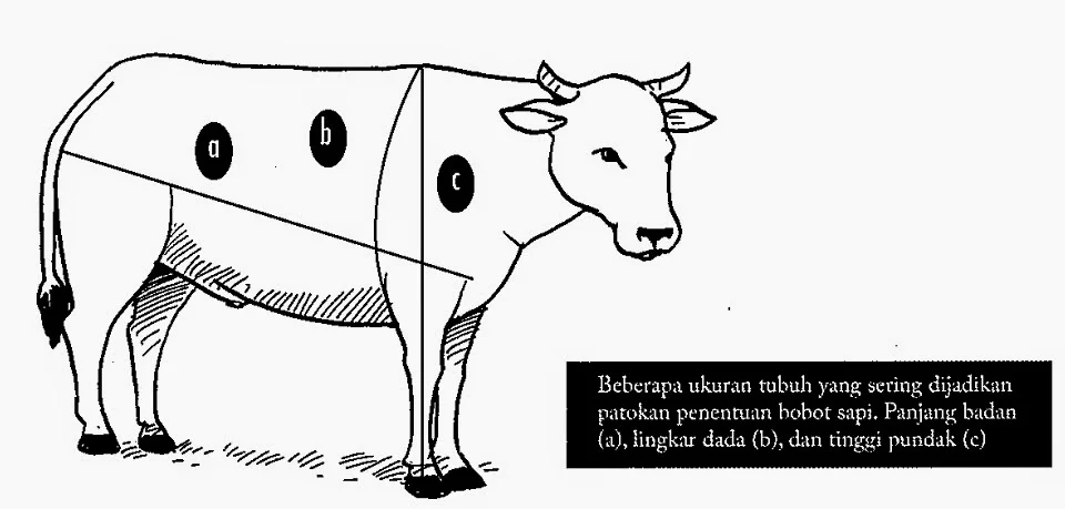 Mengenal Bobot Daging Sapi Hidup: 1 Ekor Berapa Kg?