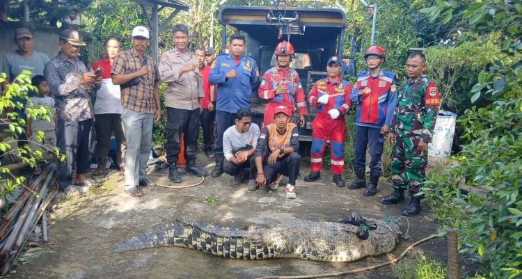 Menguak Kehidupan Pawang Buaya di Bekasi: Dari Warisan Keluarga hingga Tantangan Gigitan