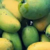 Mitos atau Fakta: Apakah Mangga Bisa Menyebabkan Kenaikan Berat Badan?