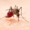 Monkey Malaria: Risiko di Perkotaan Sangat Rendah