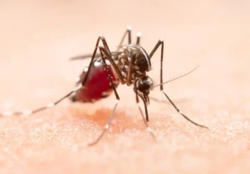 Monkey Malaria: Risiko di Perkotaan Sangat Rendah