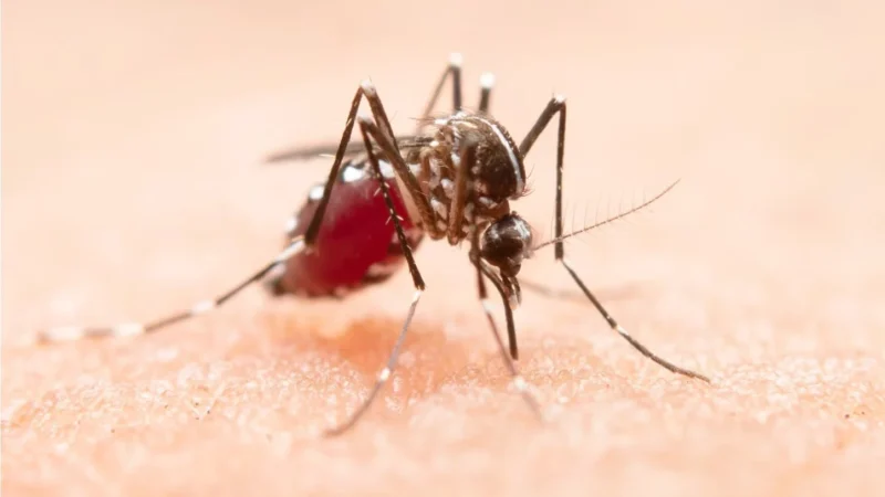 Monkey Malaria: Risiko di Perkotaan Sangat Rendah