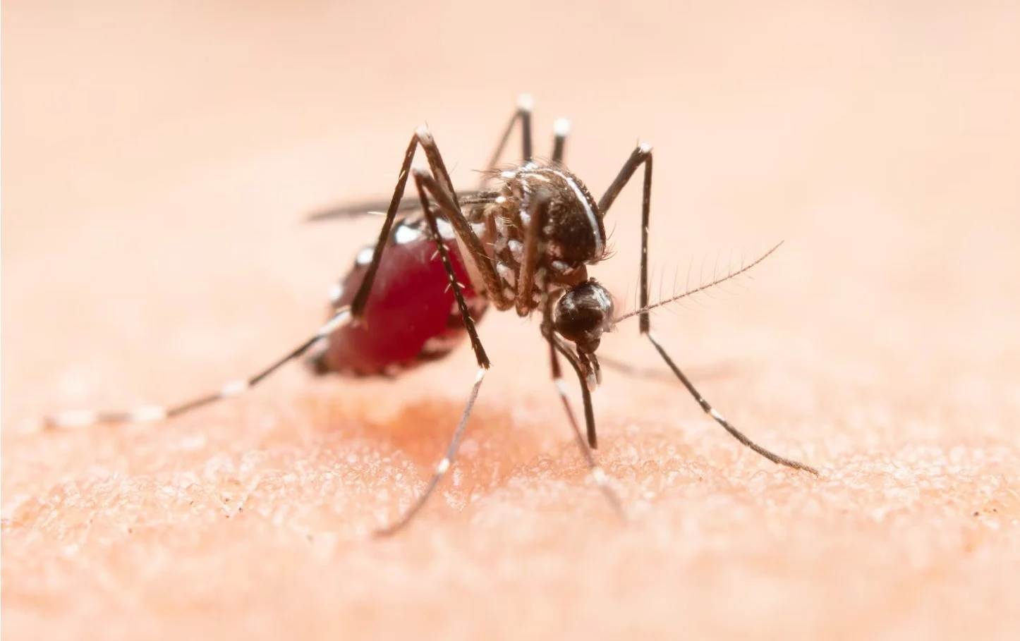 Monkey Malaria: Risiko di Perkotaan Sangat Rendah