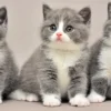 Nama Anak Kucing Kembar 3 yang Menggugah Hati Anabul