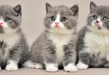 Nama Anak Kucing Kembar 3 yang Menggugah Hati Anabul