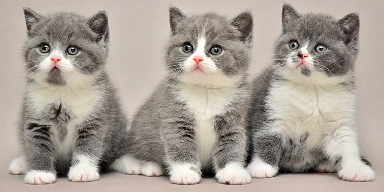 Nama Anak Kucing Kembar 3 yang Menggugah Hati Anabul
